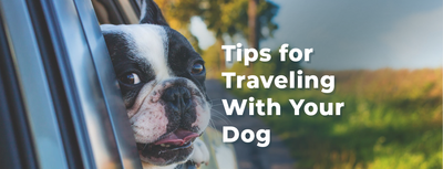 Tips for Traveling With Your Dog