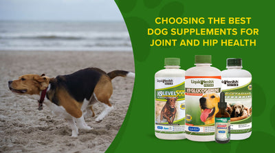 Choosing the Best Dog Supplements for Joint and Hip Health