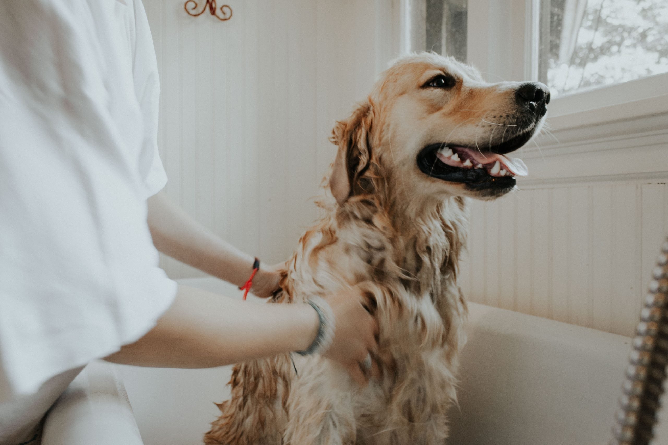 Happy dog taking a bath in the bathtub