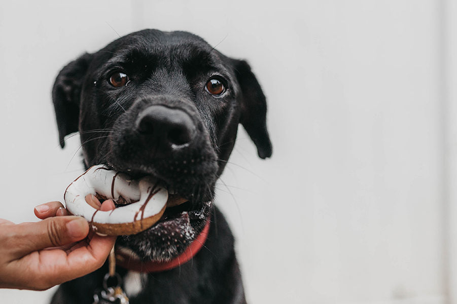 Black dog chewing on a toy