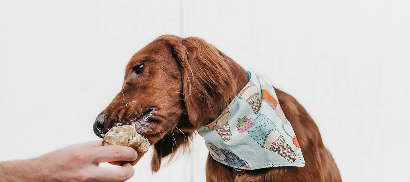 Brown dog eating with a scarf at his neck