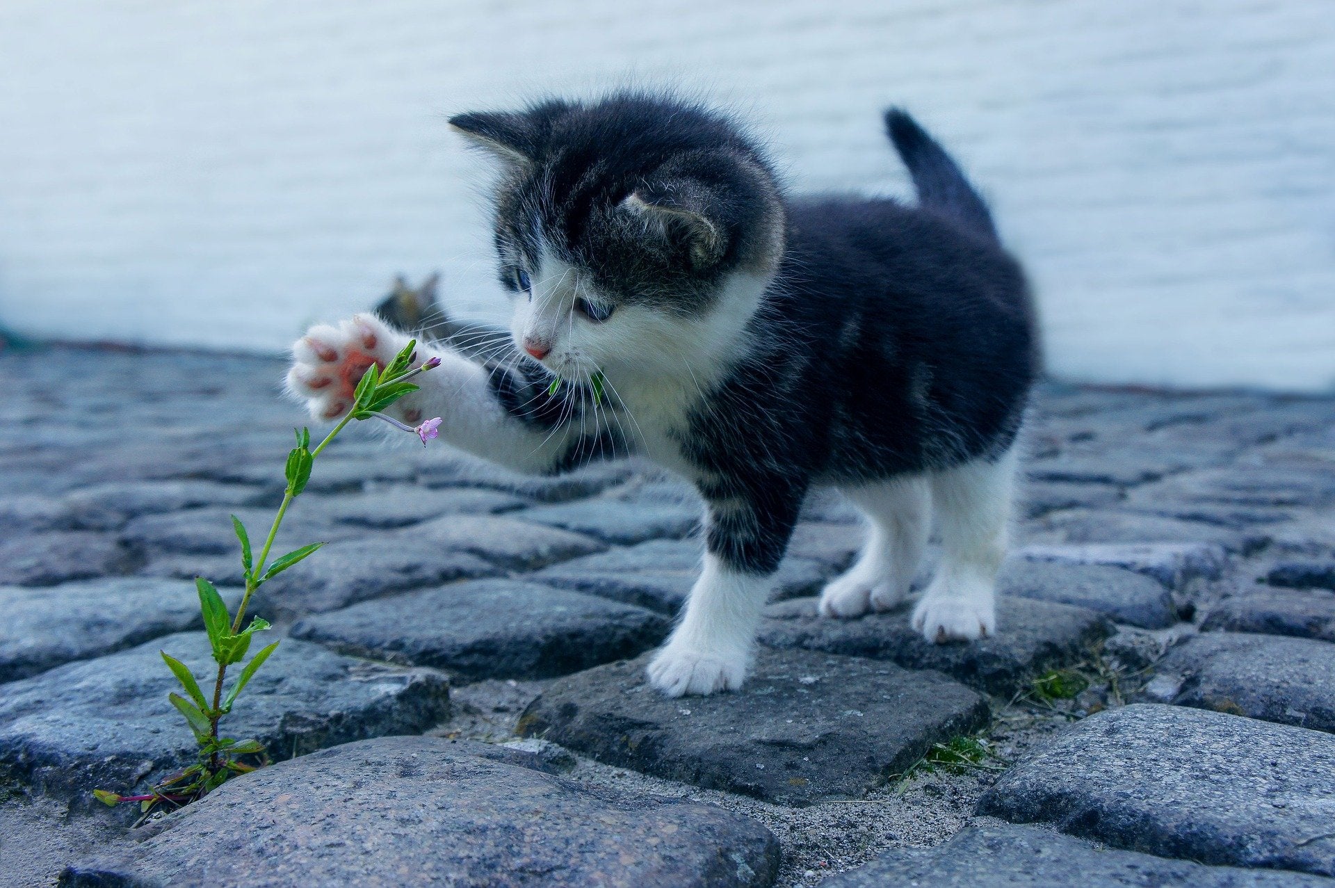 Kitty playing with a flower that popped out of concrete