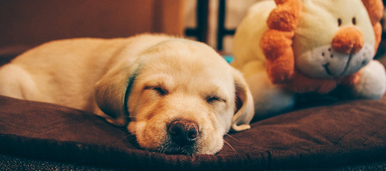 How Sleep Affects Your Dog Liquid Health Pets - Main Image