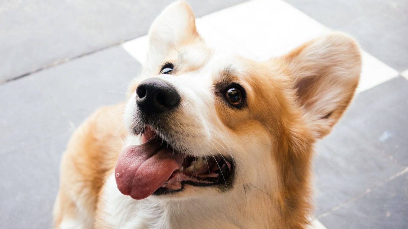 Curious dog looking up with his tongue out