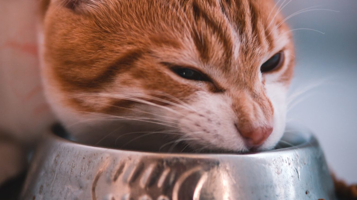 Sad cat with her head over an empty food bowl