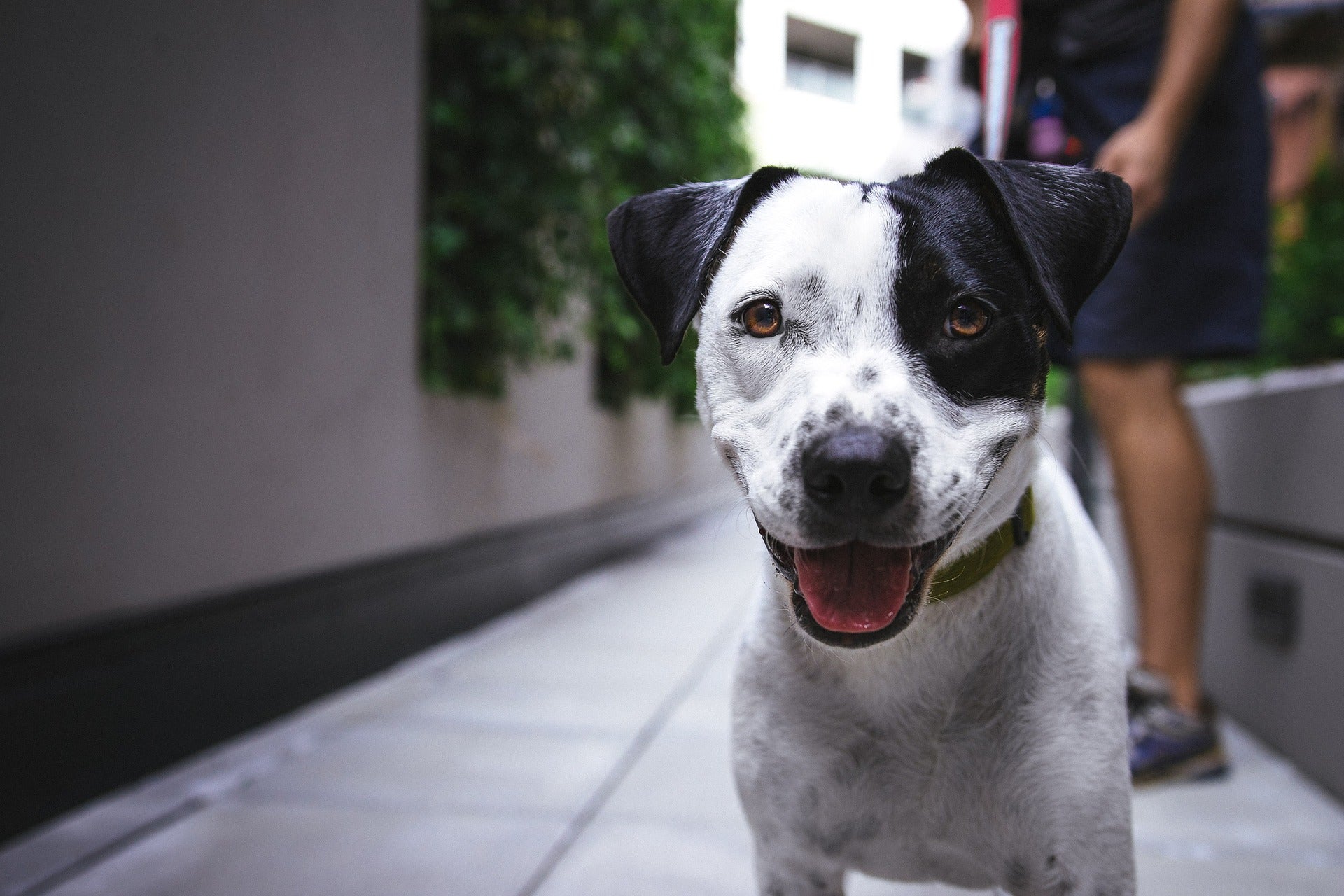 Happy black and white dog looking at the camera