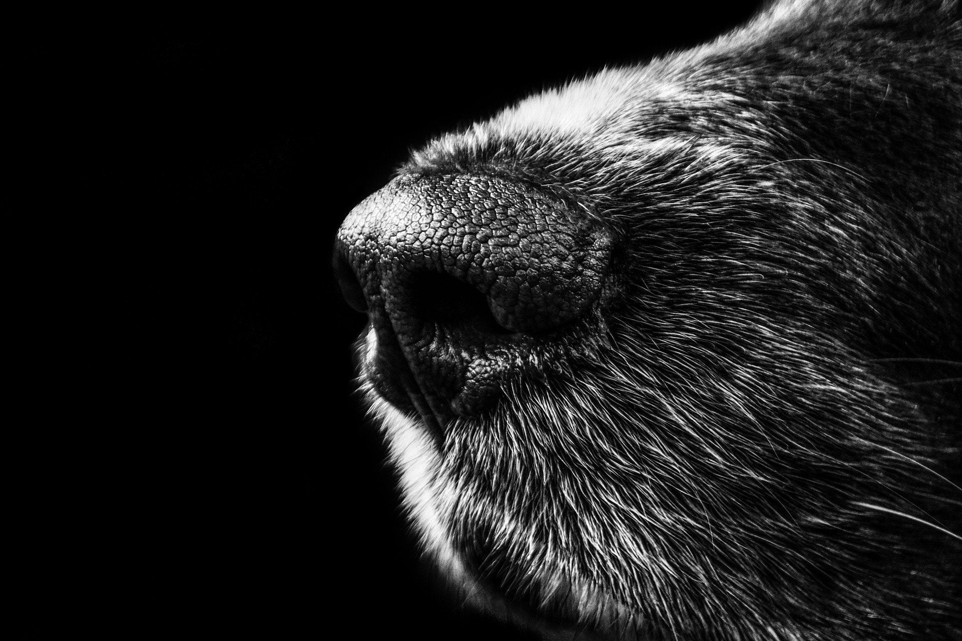 Close up of a black dog's nose