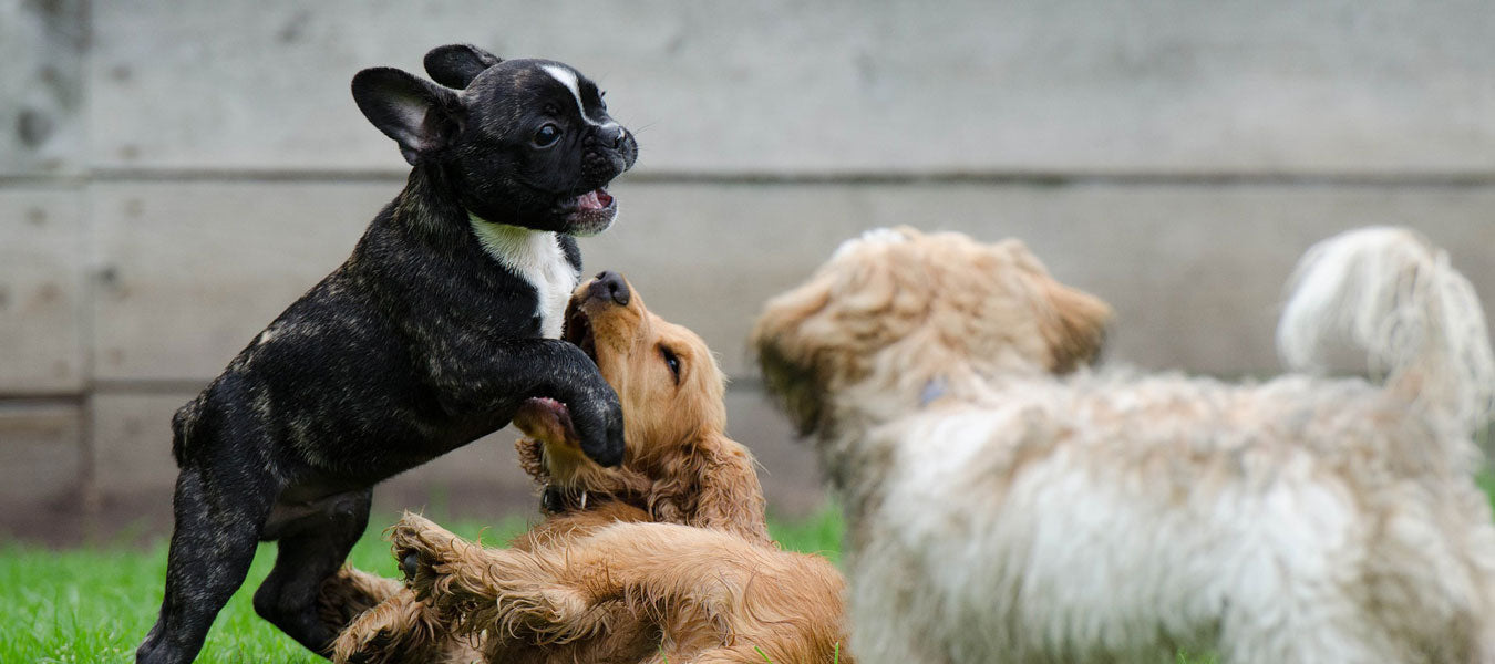 Three puppies playing together outside
