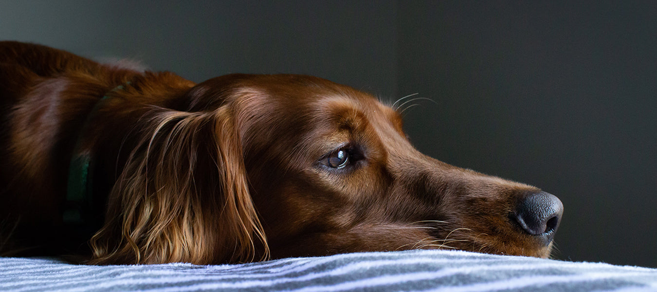 Sad brown dog laying in bed looking outside