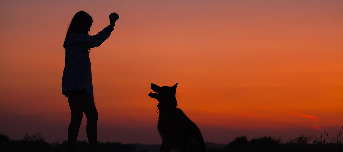 Owner playing with her dog during a sunset