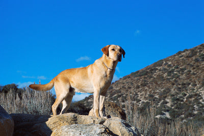 The Benefits of Glucosamine for Dogs: Unlocking Your Pet's Potential