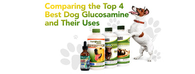The Top 4 Best Dog Glucosamine and Their Uses
