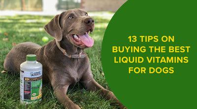 13 Tips on Buying the Best Liquid Vitamins for Dogs
