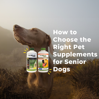 How to Choose the Right Pet Supplements for Senior Dogs