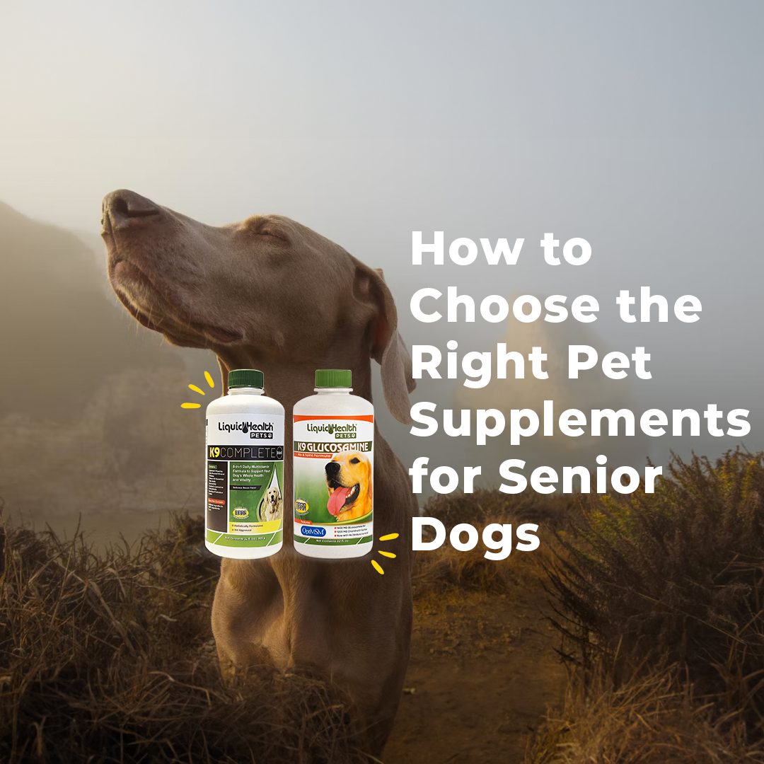 Supplements for aging outlet dogs