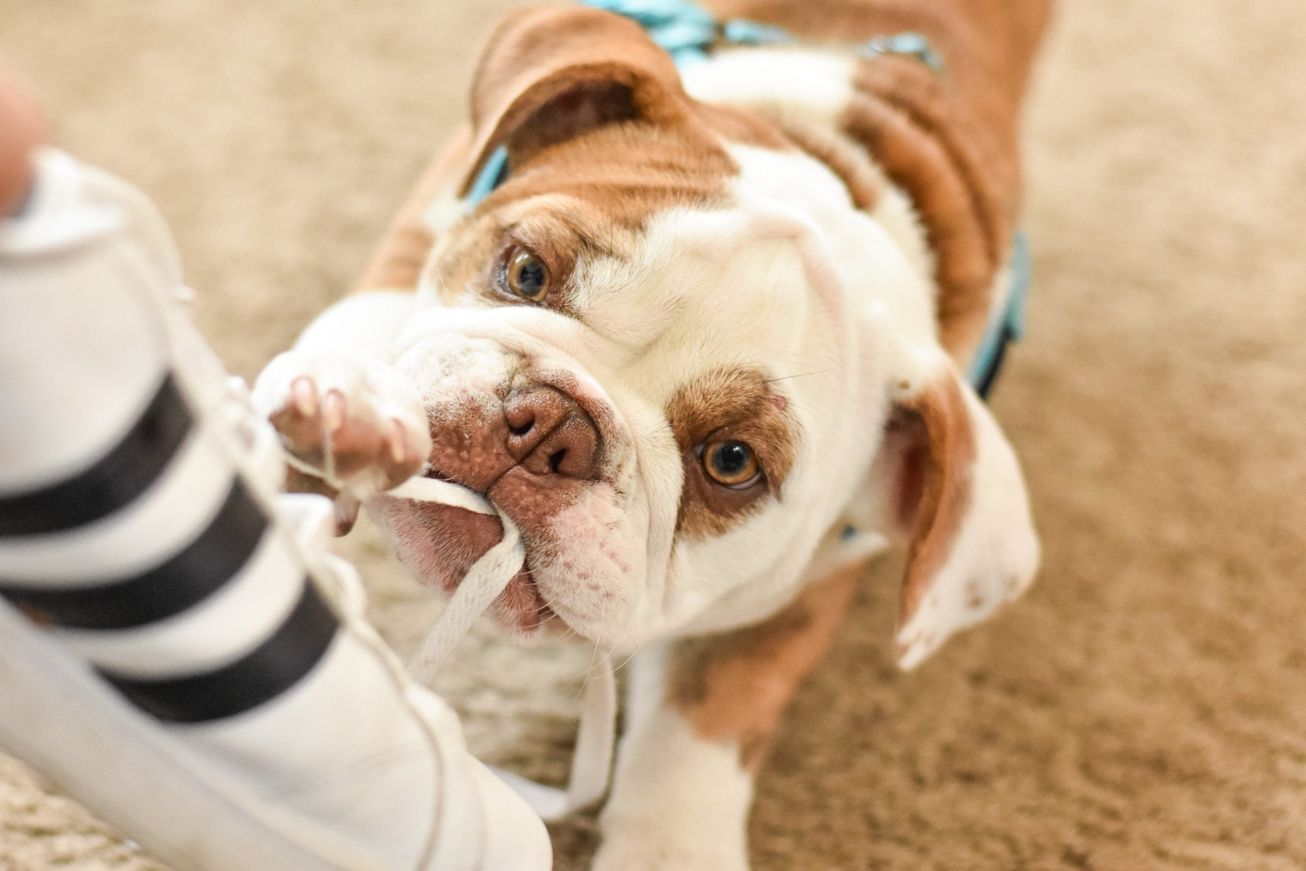 Brown and white bulldog biting a shoe