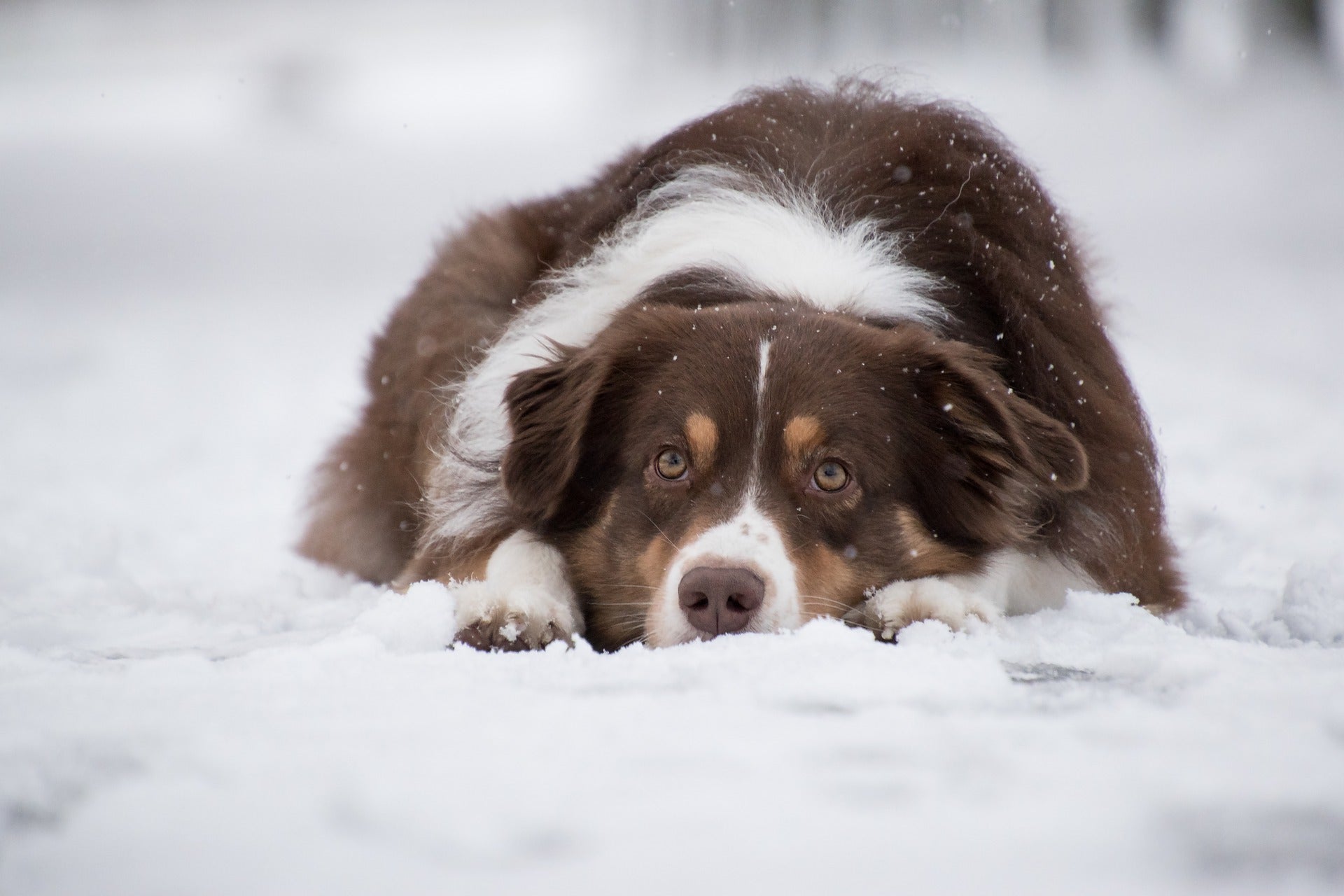 Beautiful dog in the snow laying down
