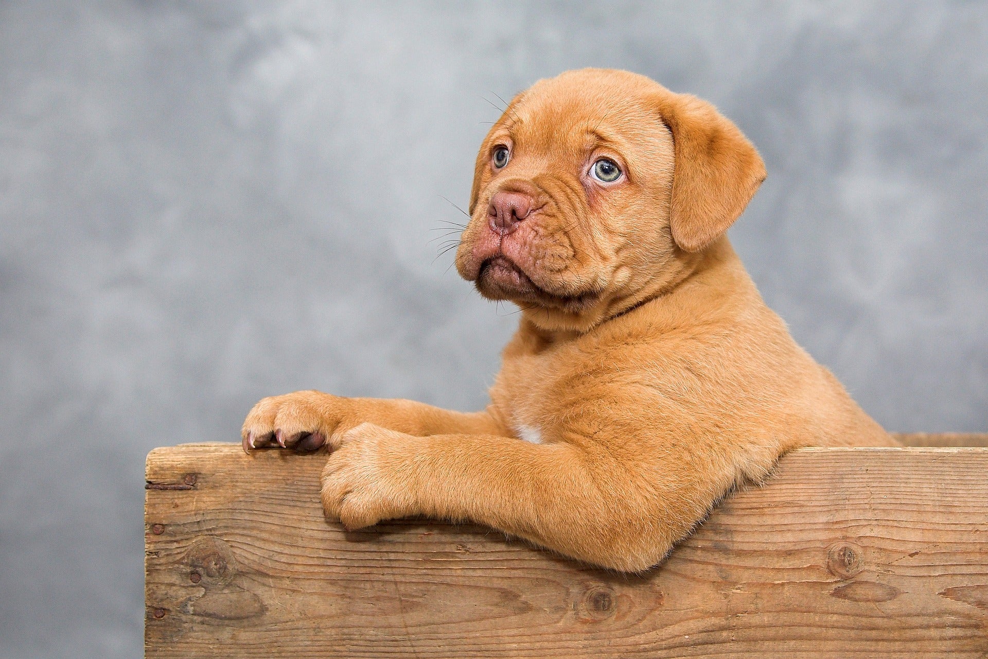 Beautiful brown puppy on a piece of wood