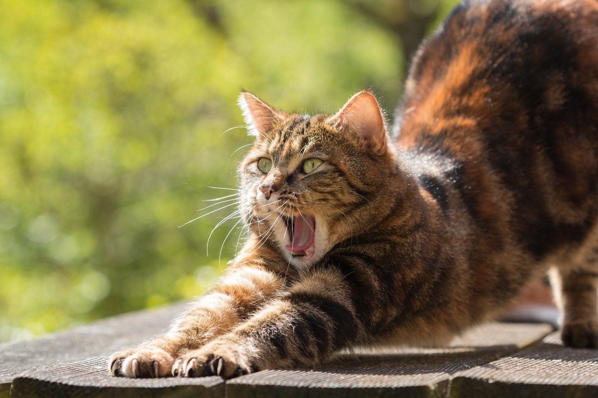 Brown cat stretching with her mouth opened