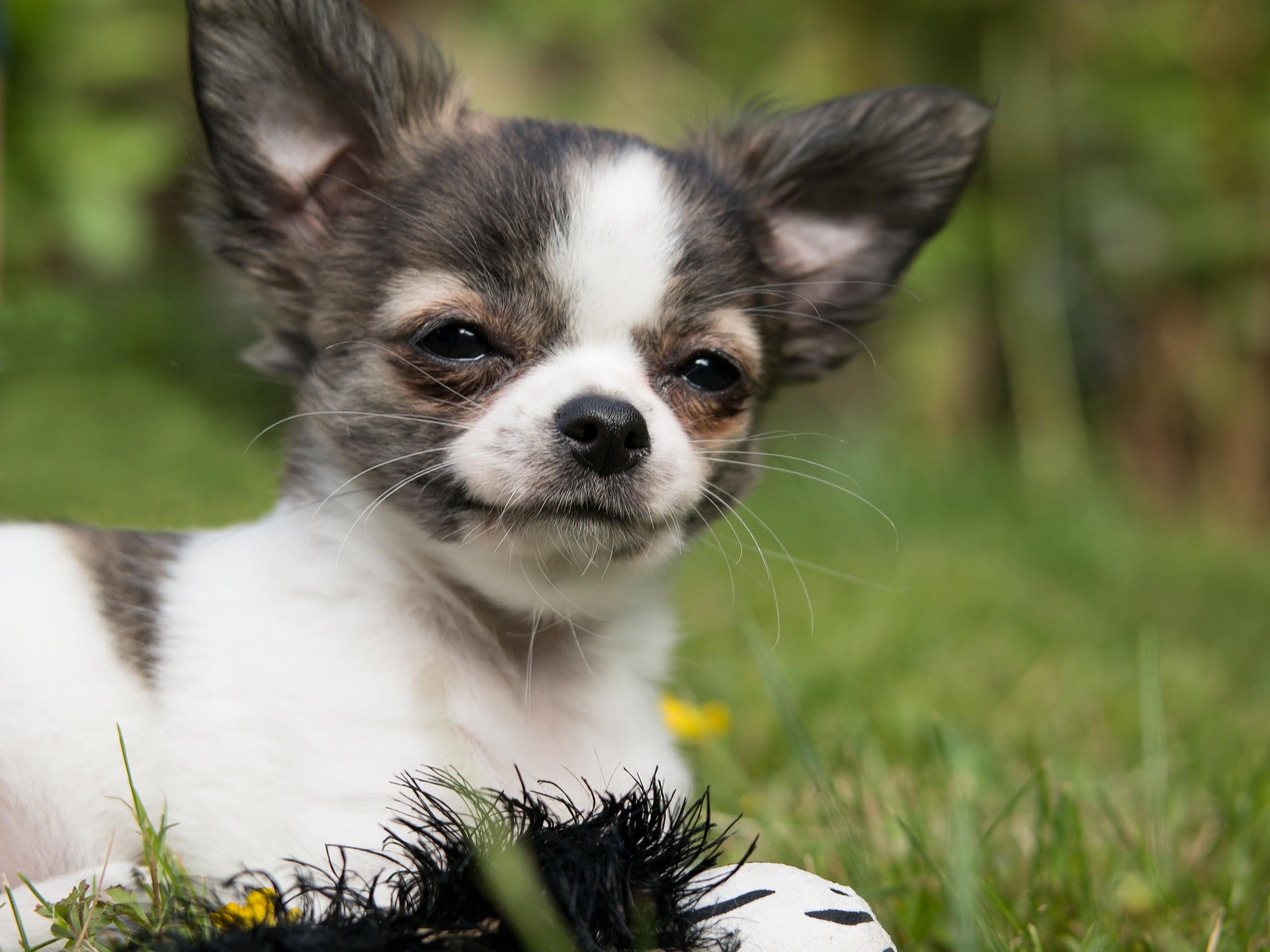 Happy chihuahua in grass smiling
