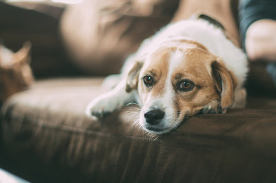 Dog relaxing on the sofa