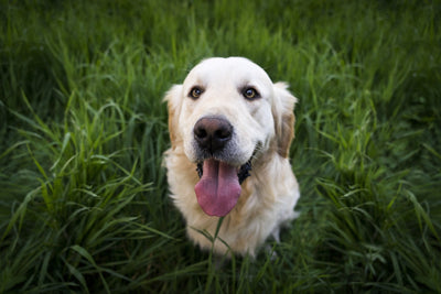 Happy white dog covered in grass