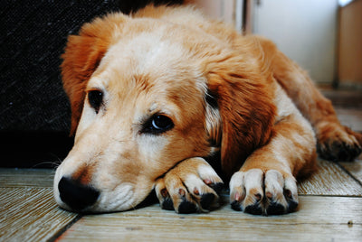 Sad dog on the floor with paws below his head