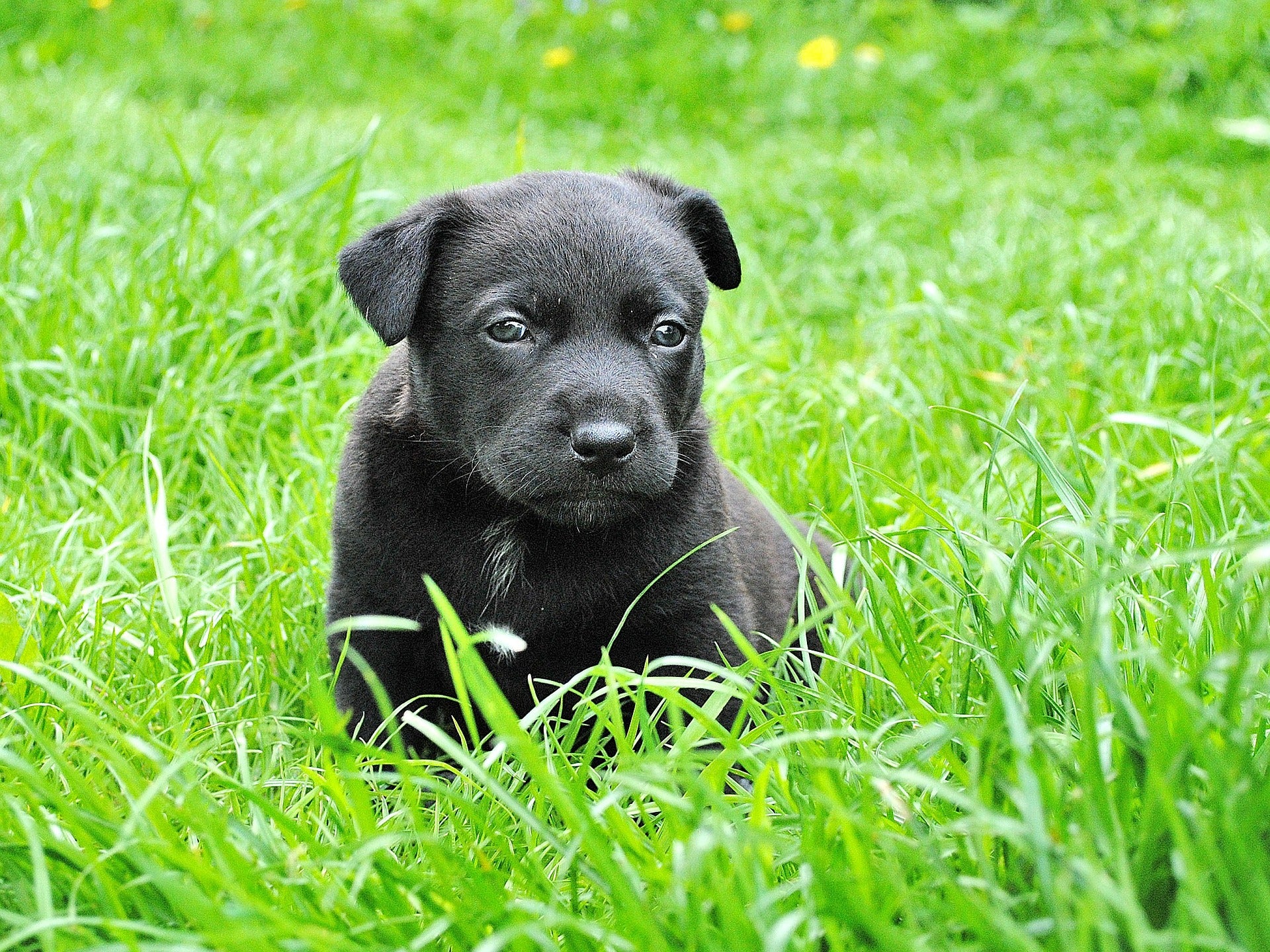 Black puppy covered half in grass