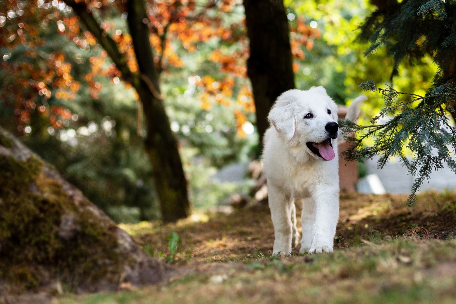 White puppy running through the forest