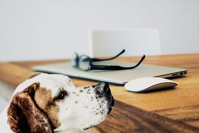 Dog looking up next to a pair of glasses a laptop and a mouse