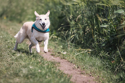 Happy white dog running through a path