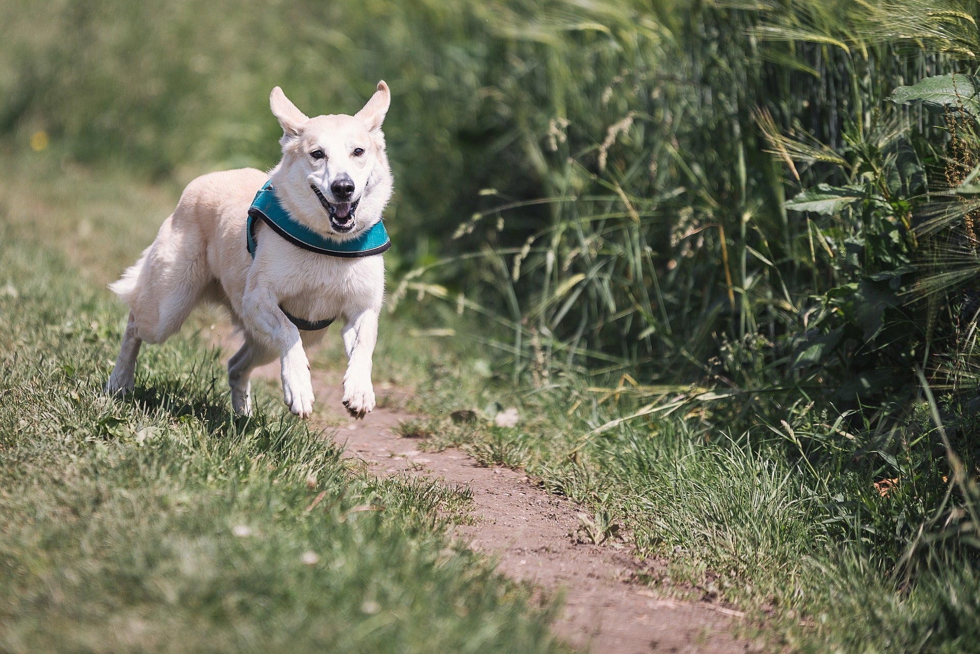 Happy white dog running through a path