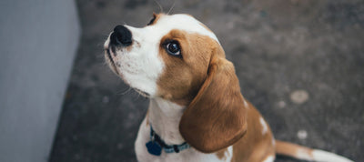 Dog outside looking up