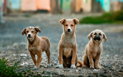 Three brown puppies looking at the camera