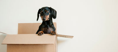 Black puppy coming out of a box