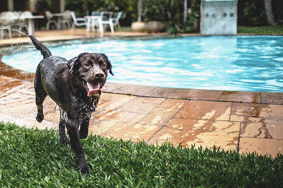Black dog in the grass next to a pool