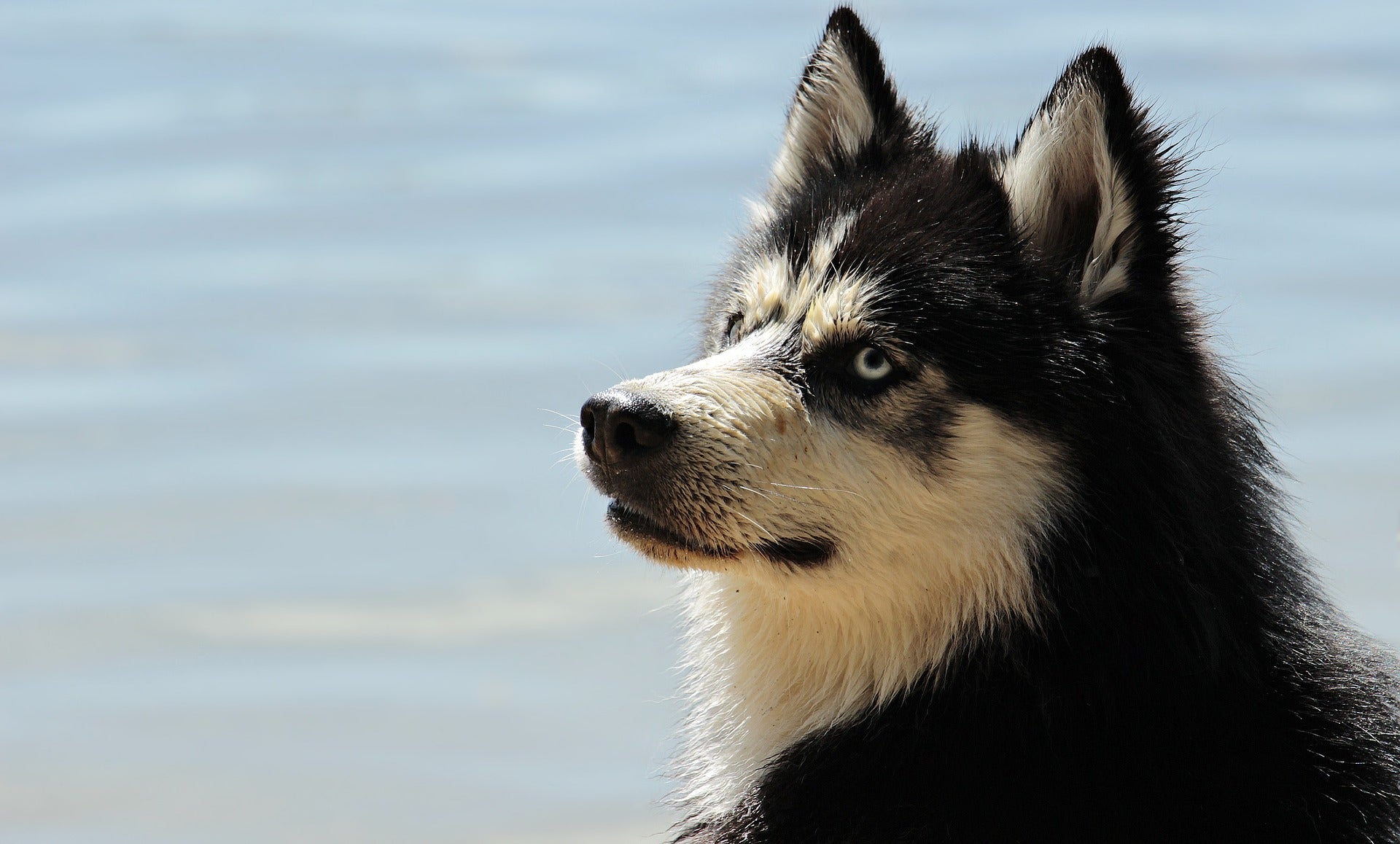 Husky looking on his side next to the ocean