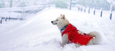 Dog wearing a red vest over a land full of snow