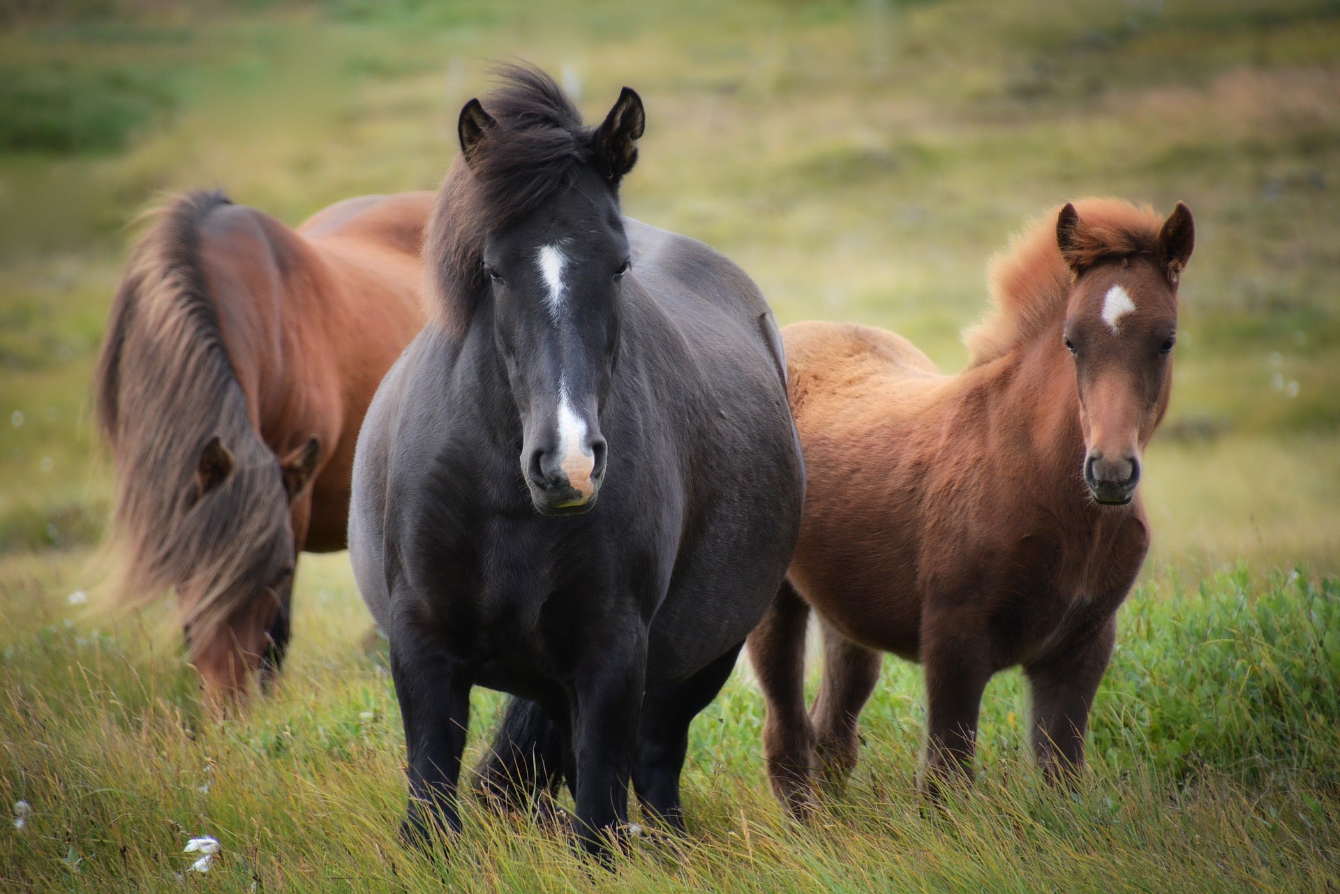Two brown horses next to a black horse on a field