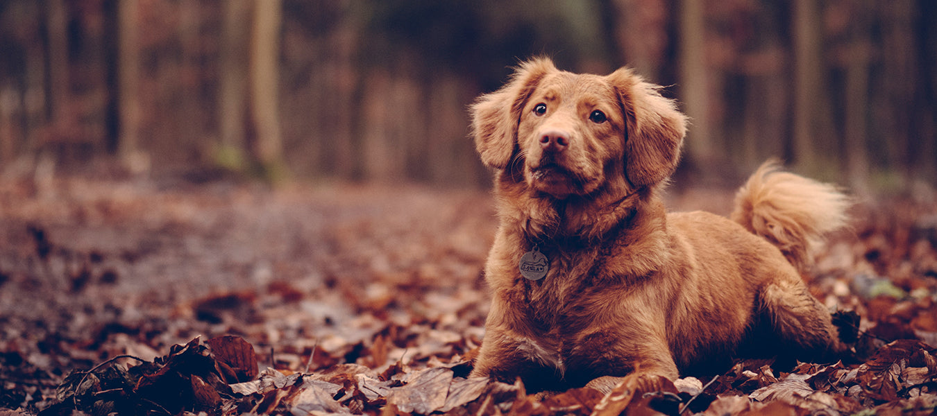 Brown dog in the forest during a day of autumn