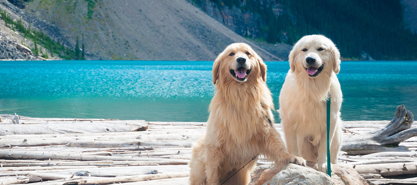 Two happy dogs next to a blue lake in the mountains