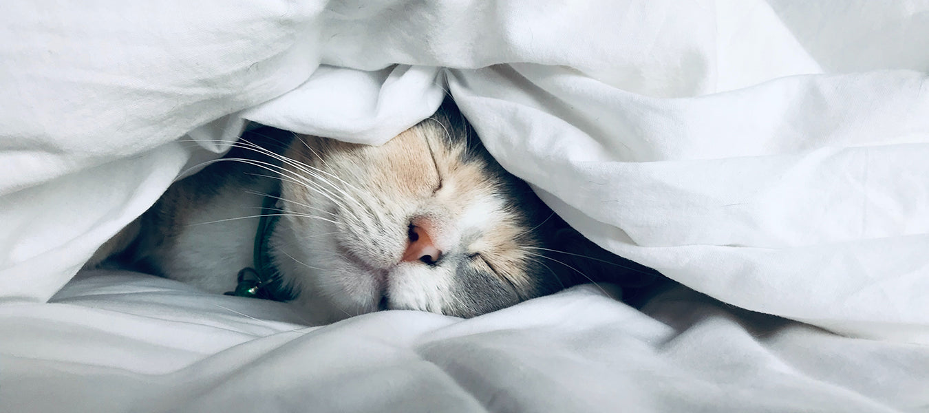 Cat sleeping calmly in a bed