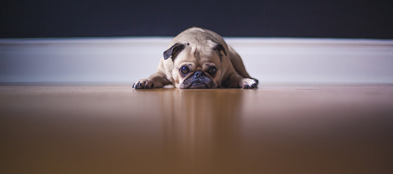 Puppy pug with his face on the ground