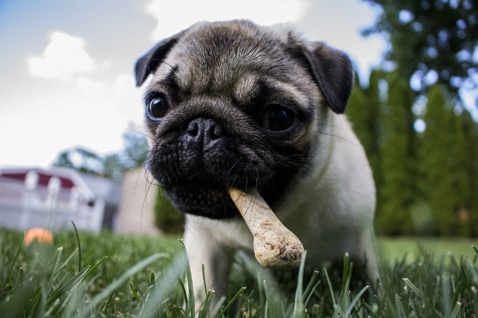 Puppy walking over grass with a bone in his mouth