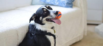 Happy dog chewing on an orange ball