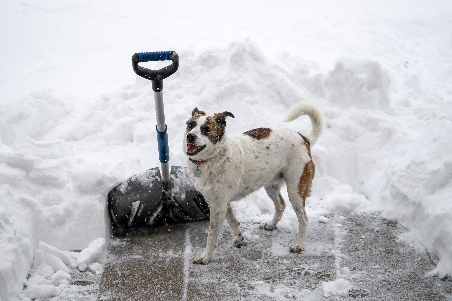 Happy dog outside in snow next to a shovel and snow