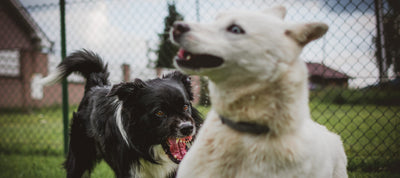 An angry black dog and a scared white dog