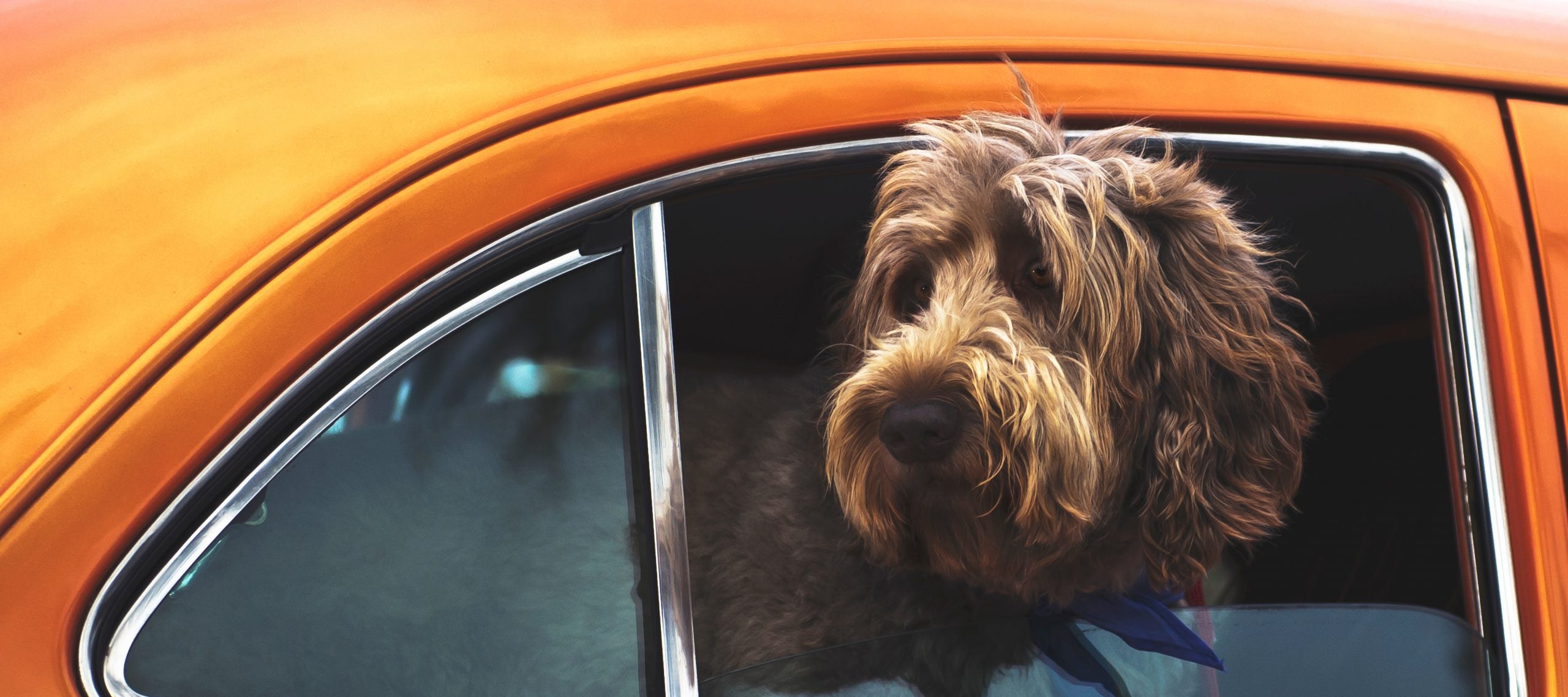 Curly dog traveling in an orange car