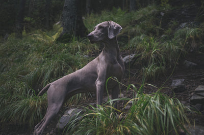 Beautiful black dog in the forest