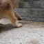 K9 Glucosamine For Dogs Joint Supplement